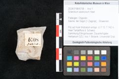 Foto (Objekt + Etikett) von Sclerotium acericolum Heer (NHMW-GEO-2024-0188-6708)